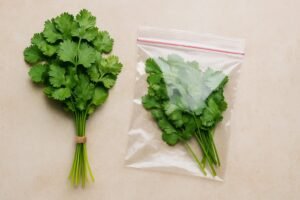 Comment conserver la coriandre fraîche